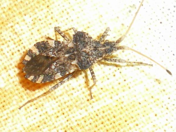 Coreidae: Centrocoris variegatus delle Marche